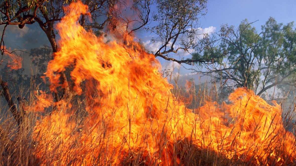 wild fire